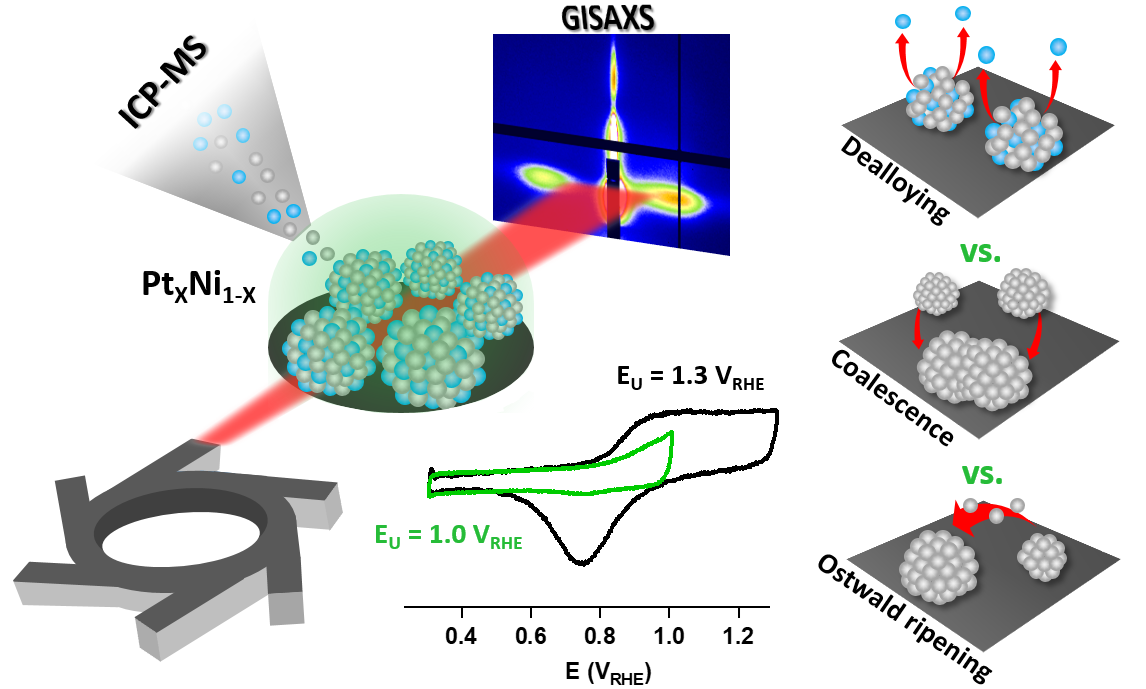 An interplay between dealloying, Ostwald ripening and coalescence in PtxNi100-x bimetallic alloys under fuel cell related conditions