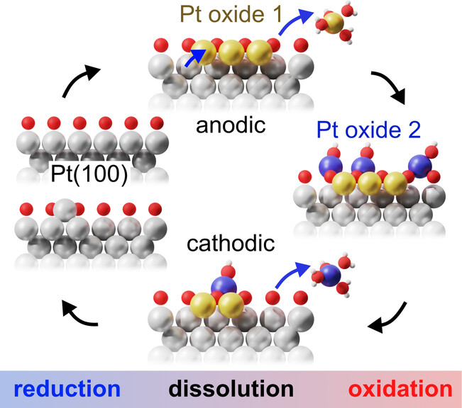 Anodic and cathodic platinum dissolution processes involve different oxide species