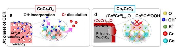 Atomic-scale insights into surface reconstruction and transformation in Co-Cr spinel oxides during the oxygen evolution reaction