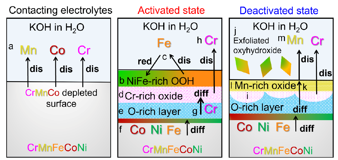 Revealing dynamic surface and sub-surface reconstruction of high-entropy alloy electrocatalysts during oxygen evolution reaction at the atomic scale