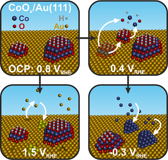 Structural dynamics of ultrathin cobalt oxide nanoislands under potential control