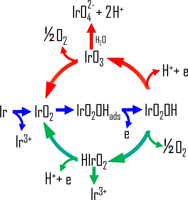 The common intermediates of oxygen evolution and dissolution reactions during water electrolysis on iridium