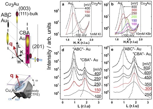 The influence of halides on the initial selective dissolution of Cu3Au (1 1 1)