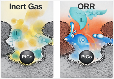 Washed away: Oxygen reduction drives ionic liquid loss in fuel cell catalyst layers